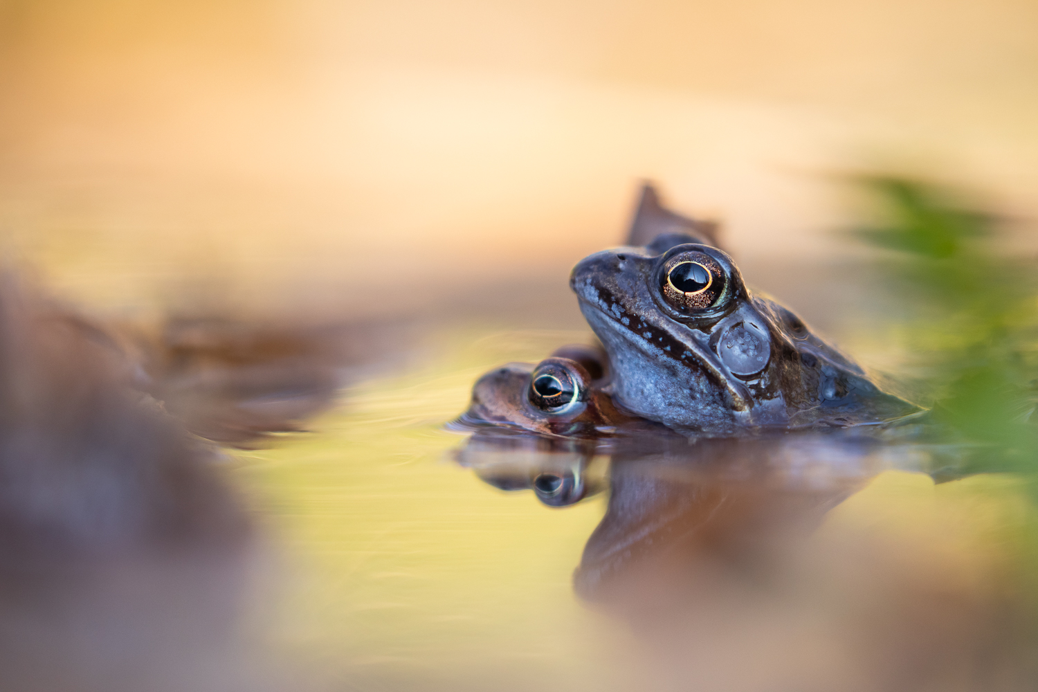 Grasfrosch-Liebe