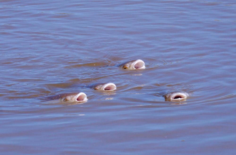 Synchronschwimmen oder Sauerstoffmangel ?