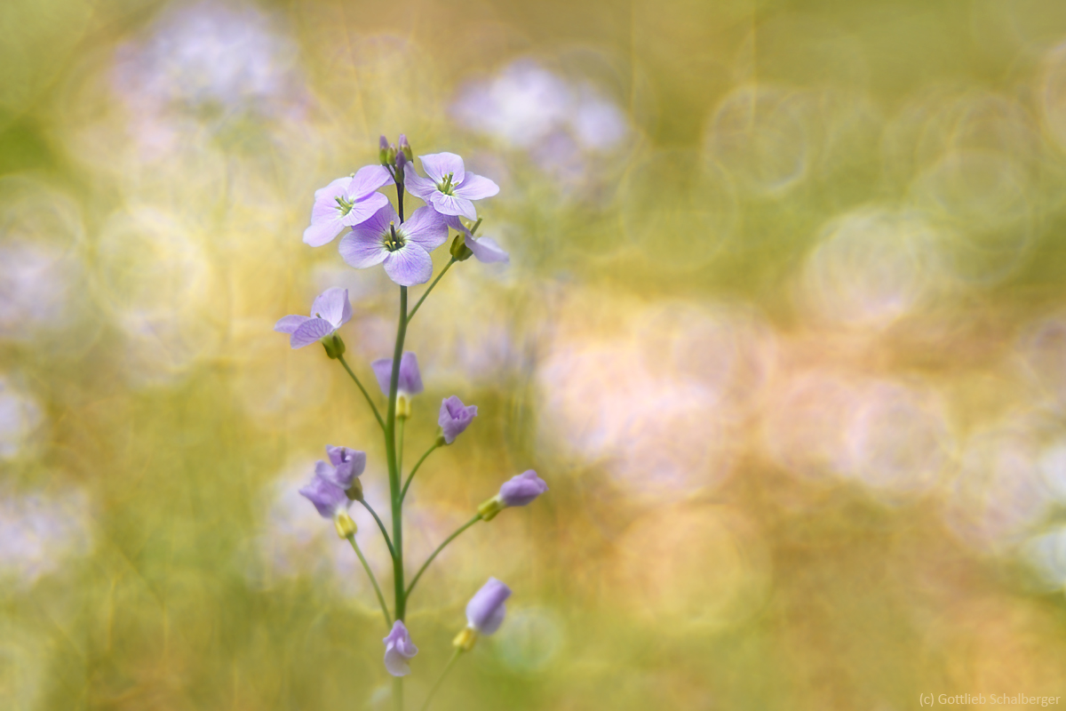 Cardamine pratensis