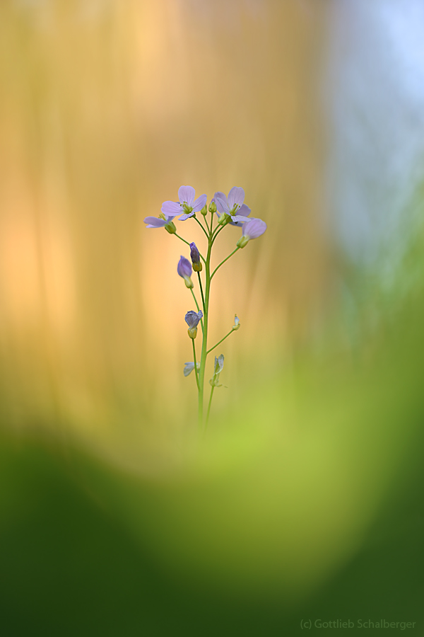 Cardamine