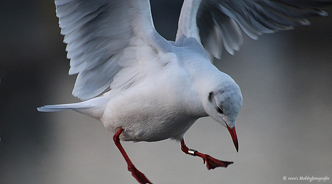 Möwe im Anflug