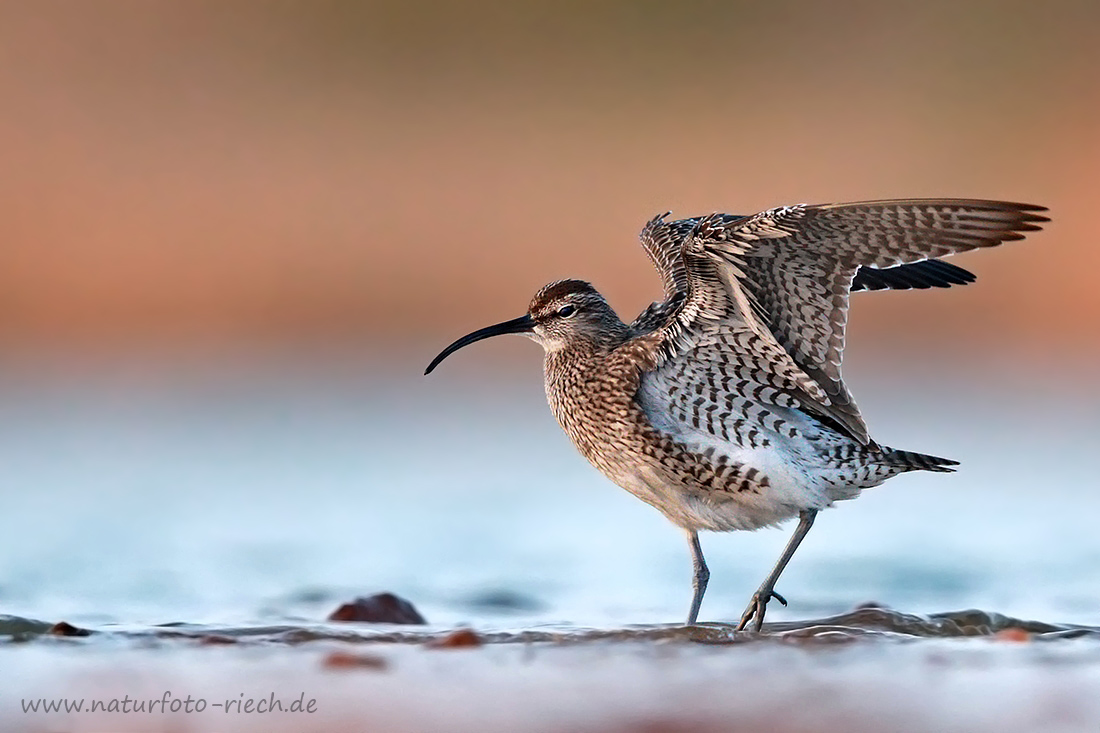 Regenbrachvogel