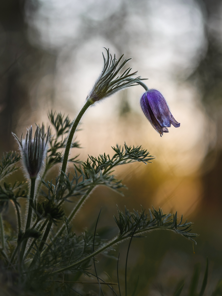 Küchenschelle am Ende ihrer Blüte