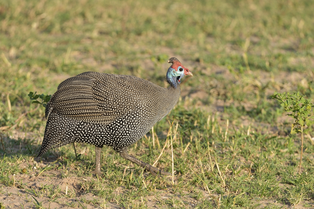 Helmperlhuhn