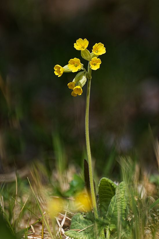 Schlüsselblume