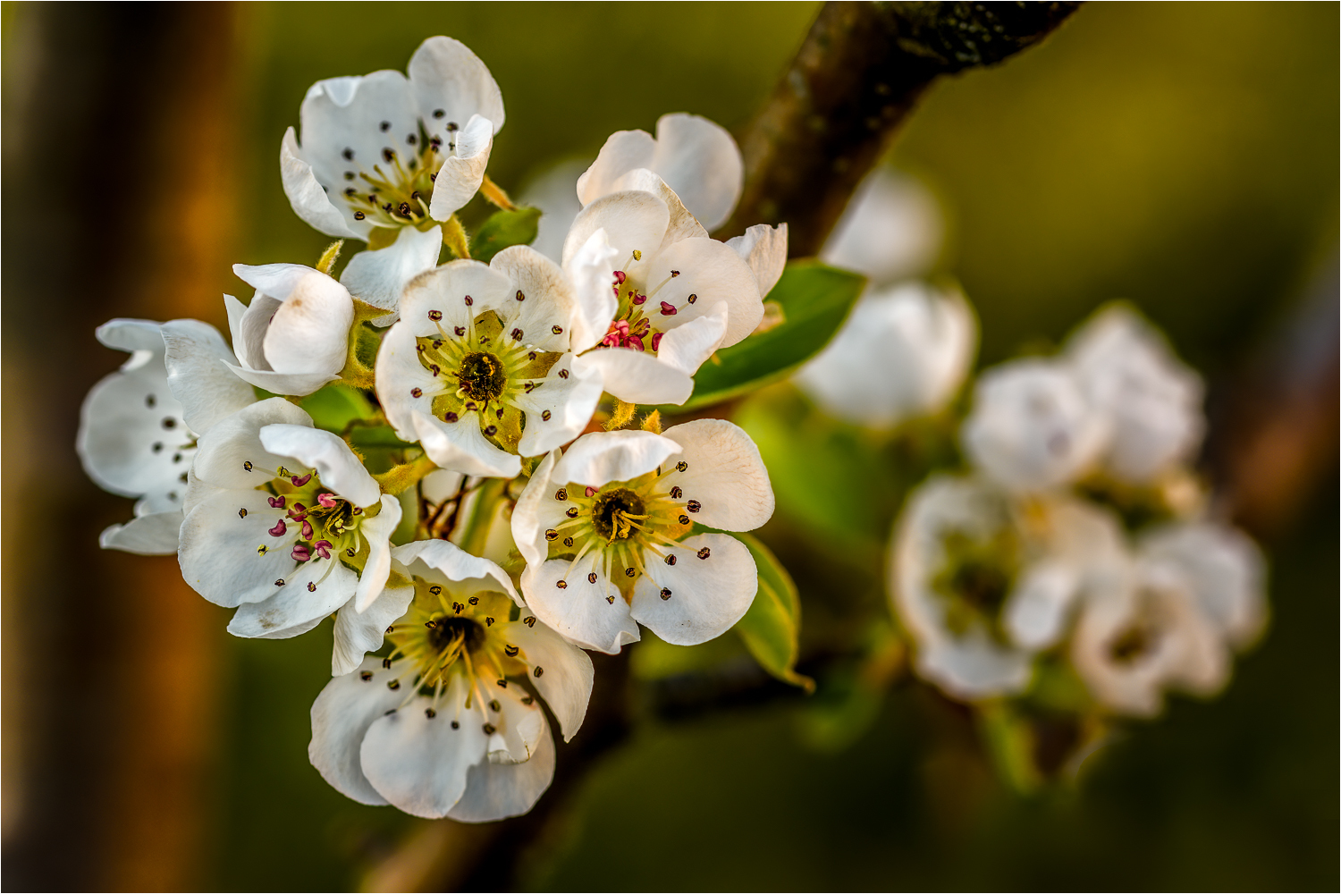 In voller Blüte