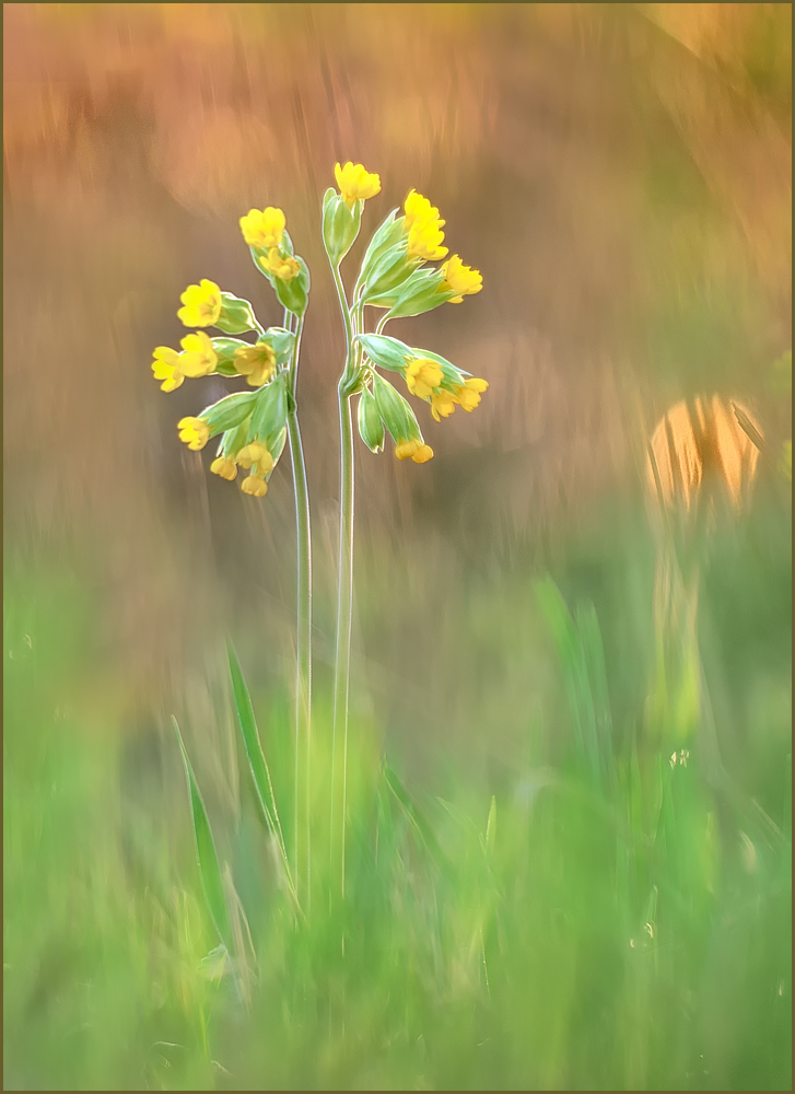 *Primula veris_2*