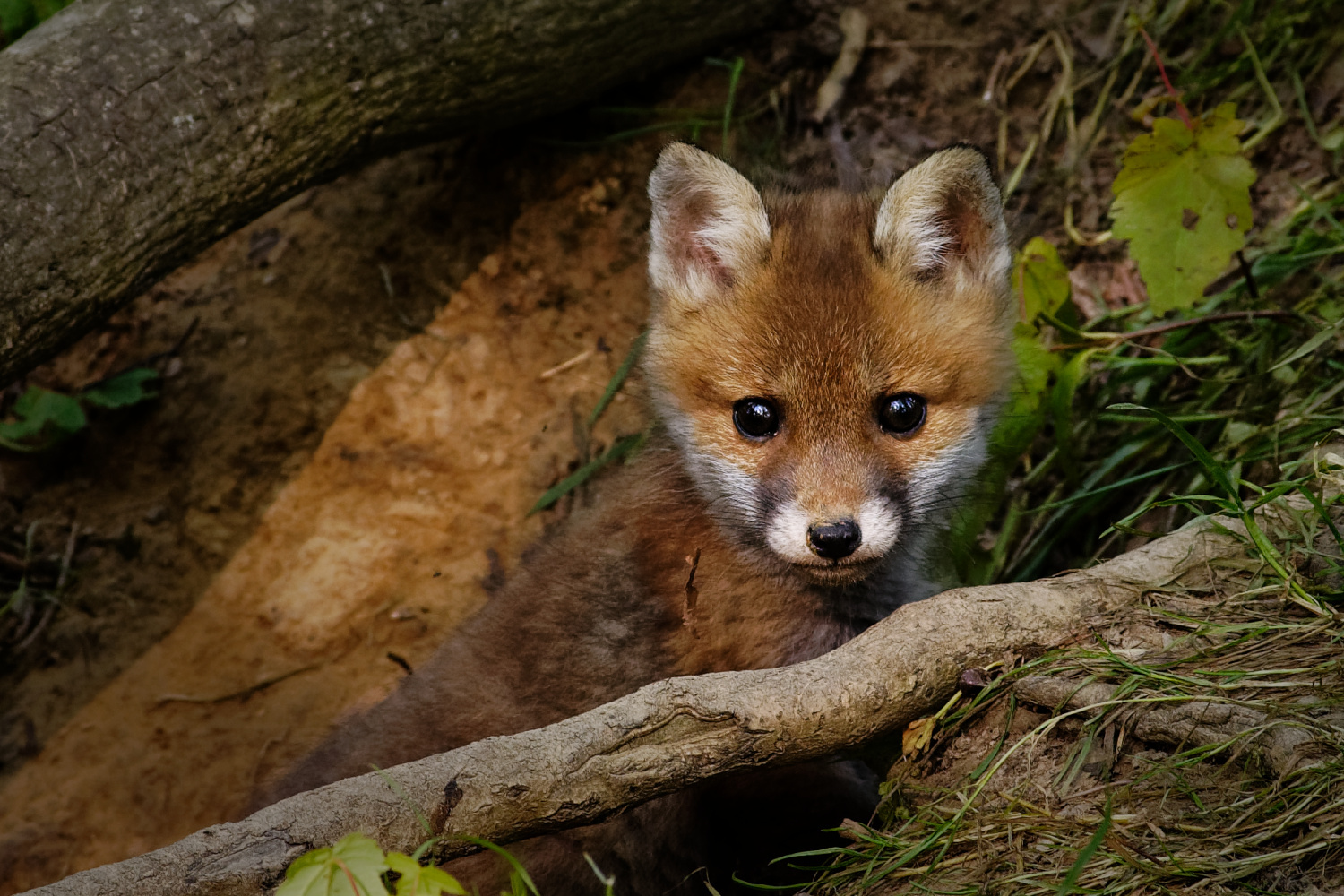 Kleiner neugieriger Fuchs