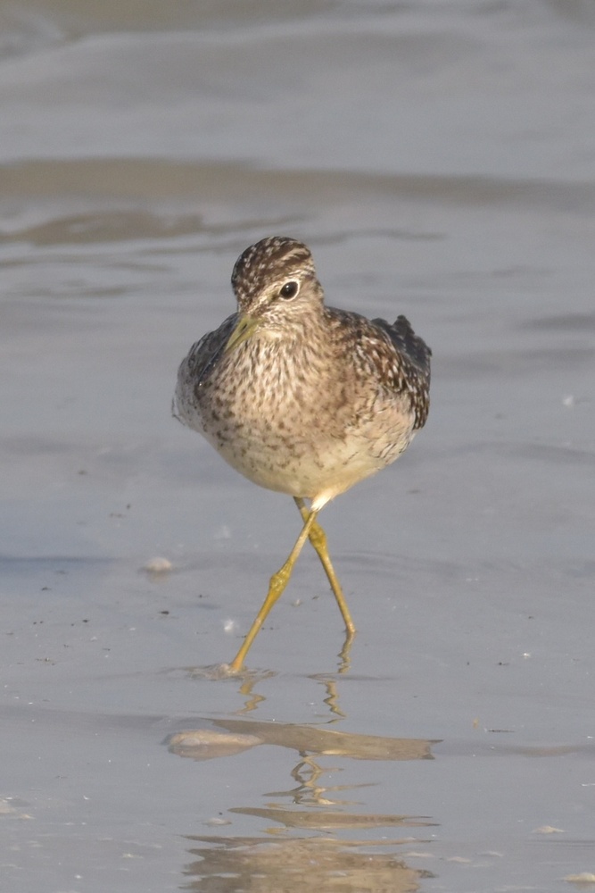 X-beiniger Bruchwasserläufer