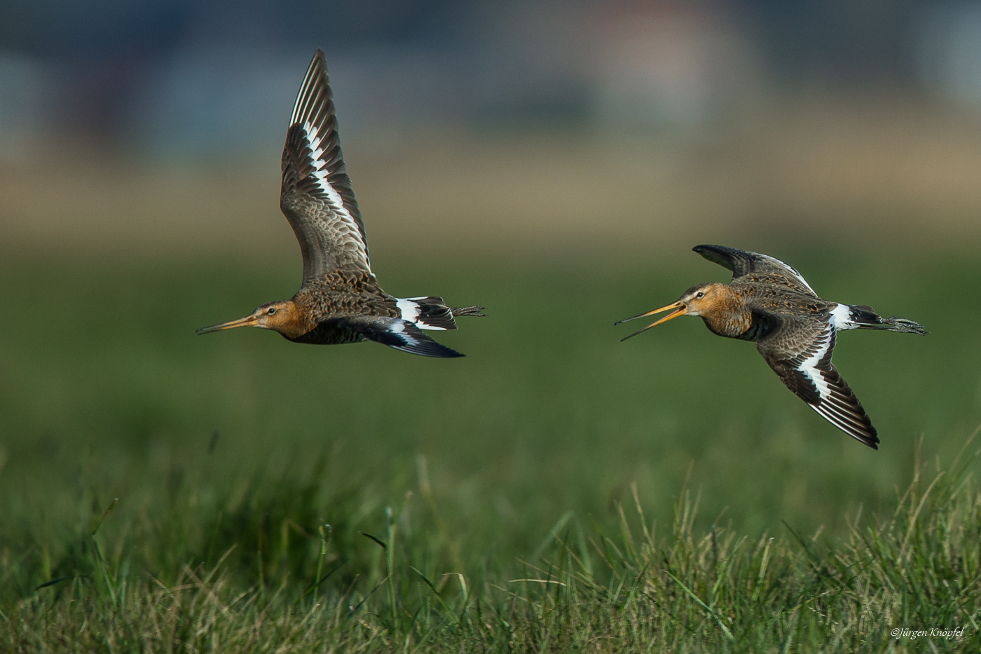 Sozusagen ... (Forum für Naturfotografen)