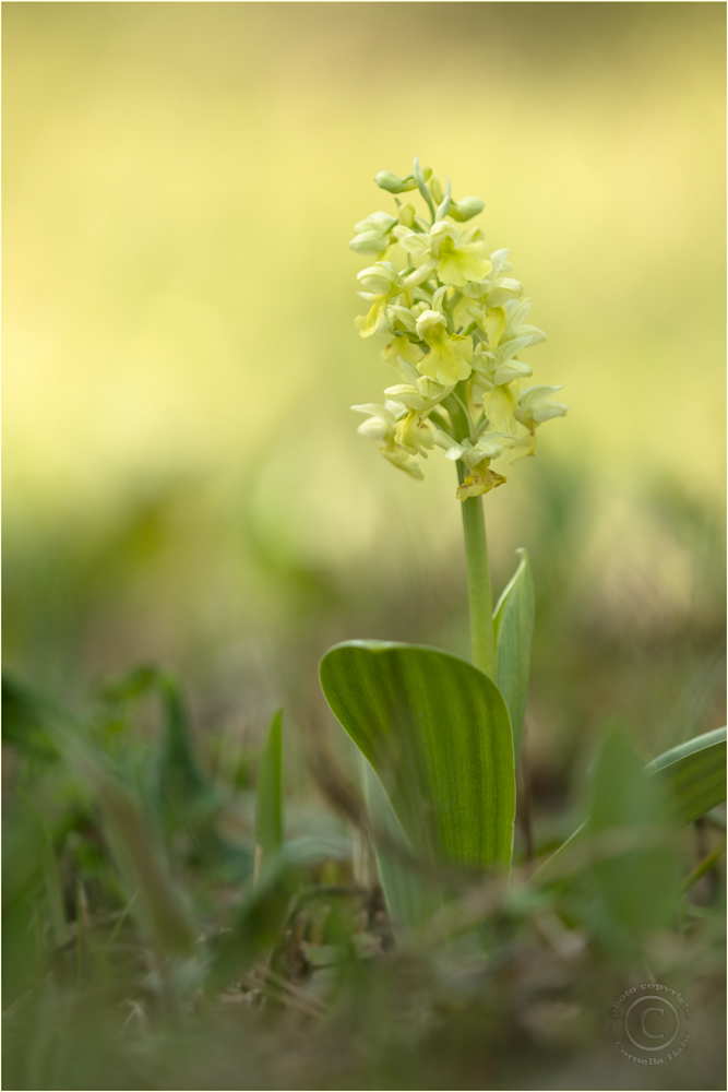 Blasses Knabenkraut (Orchis palles)