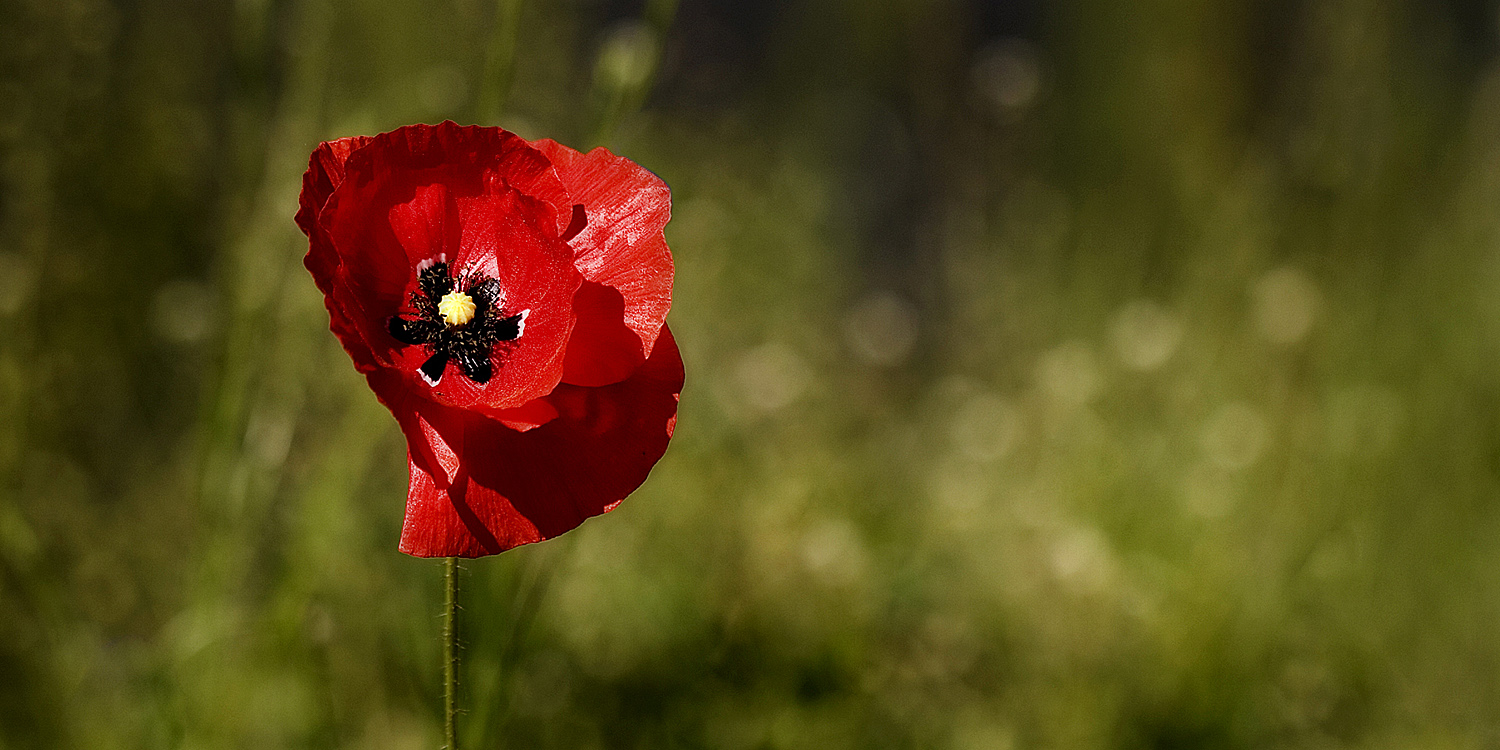 Klatschmohn,..