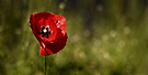 Klatschmohn,..