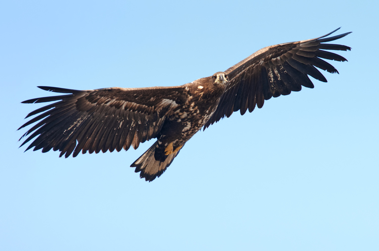 Seeadler