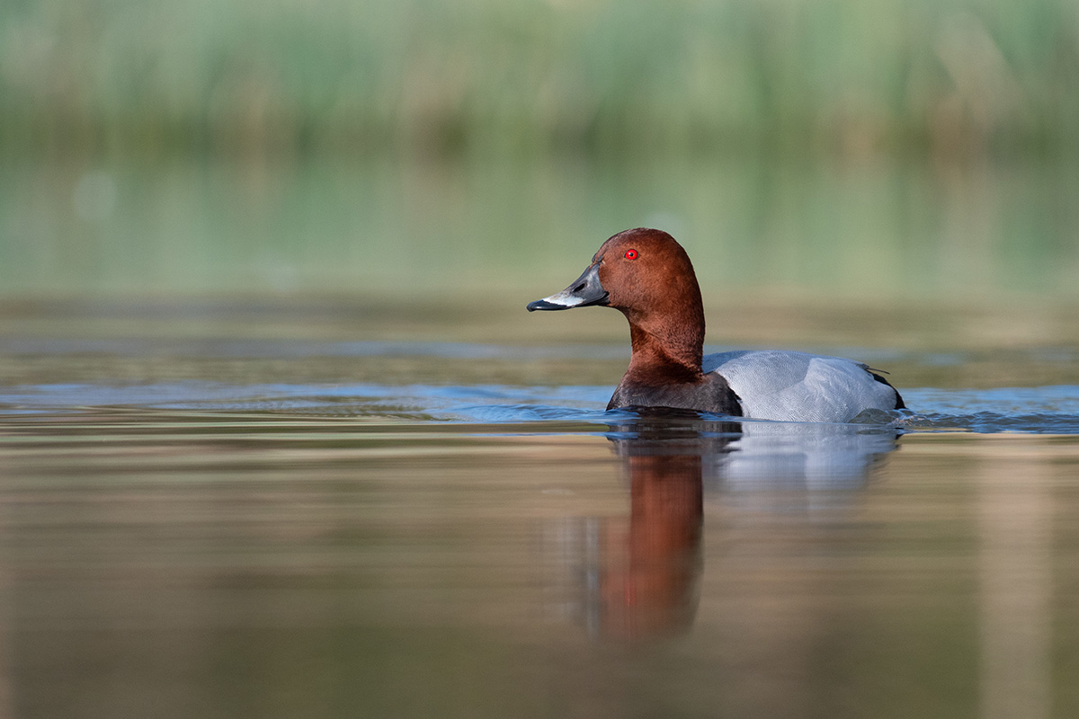 Schwimmversteck