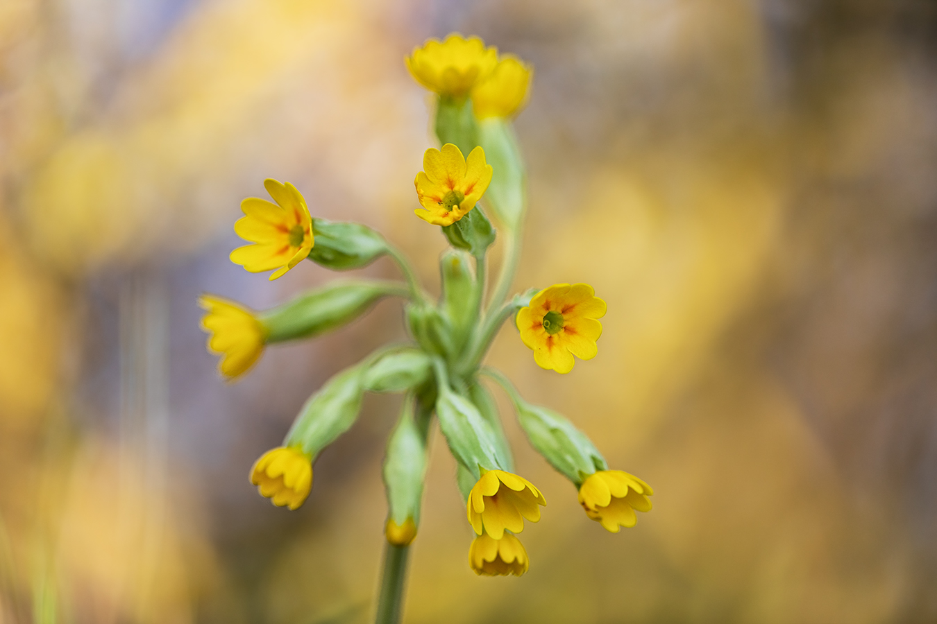 Schlüsselblume mit vielen kleinen Sonnen