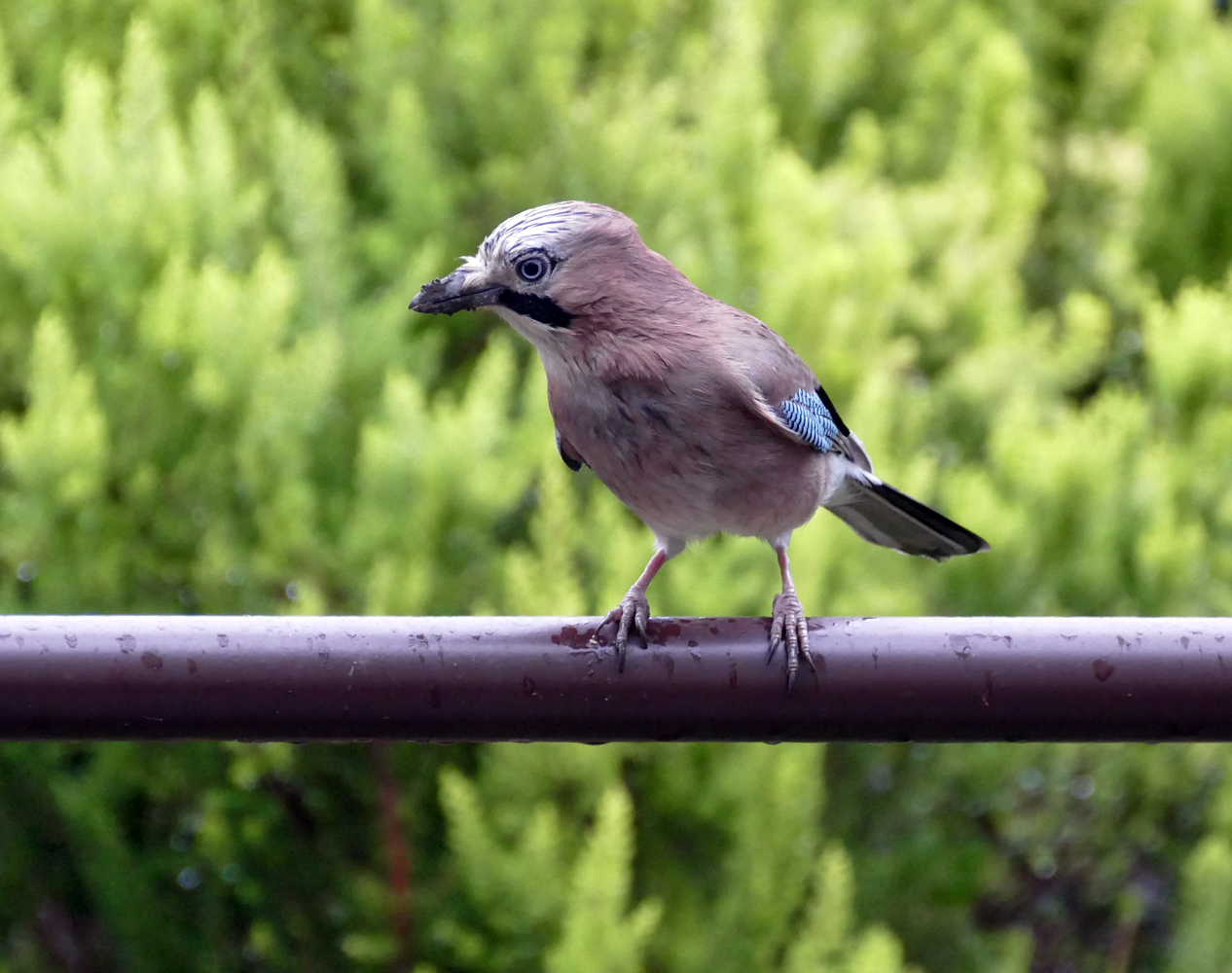 Besuch auf der Veranda ...