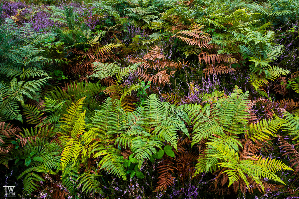 Farnenparadies... (Forum für Naturfotografen)