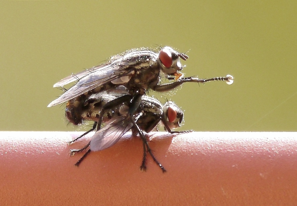 Fliegen - Sex ...
