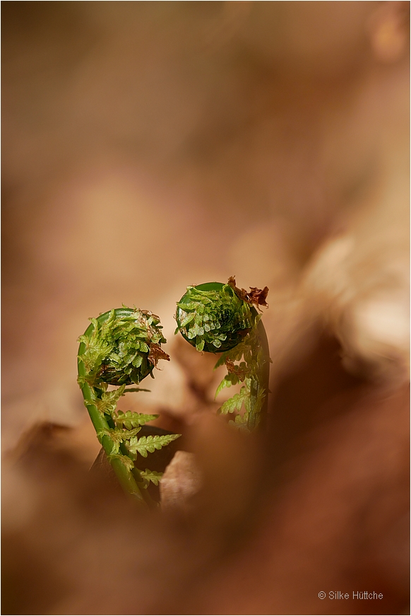 Frühlingserwachen im Wald