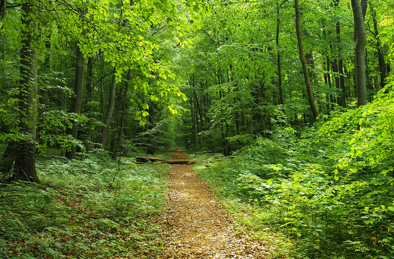 Waldspaziergang