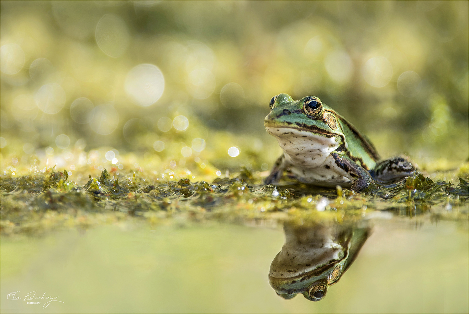 Teichfrosch