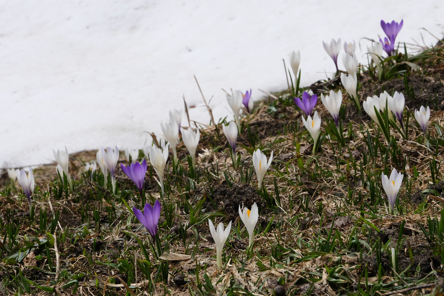 Bergfrühling 1/3