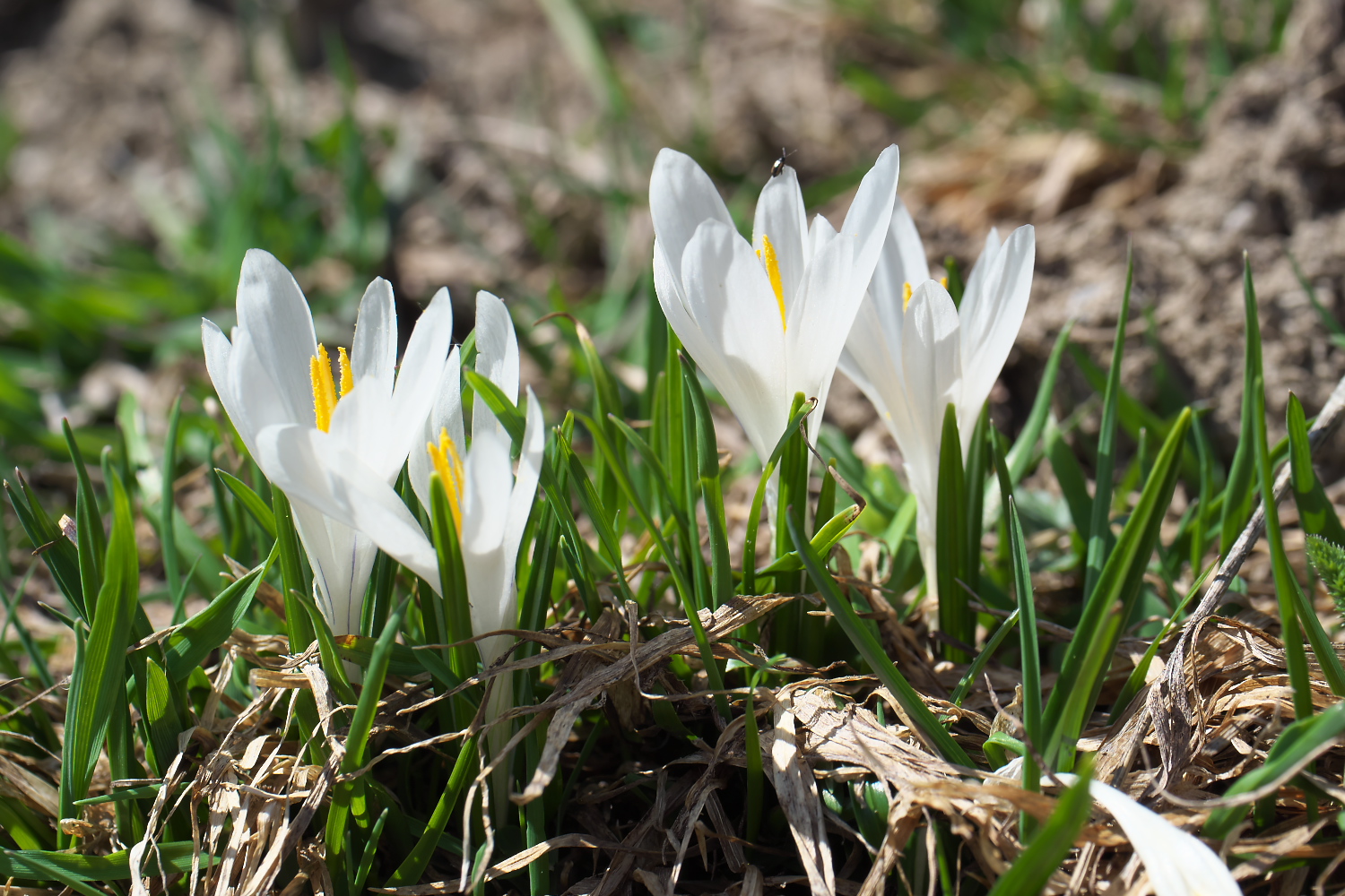 Bergfrühling 2/3