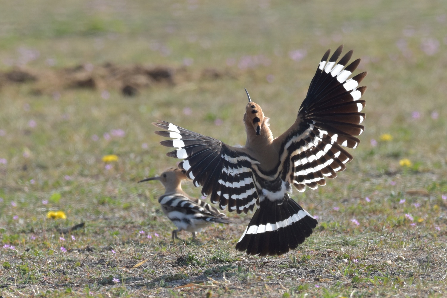 Action auf der Wiese