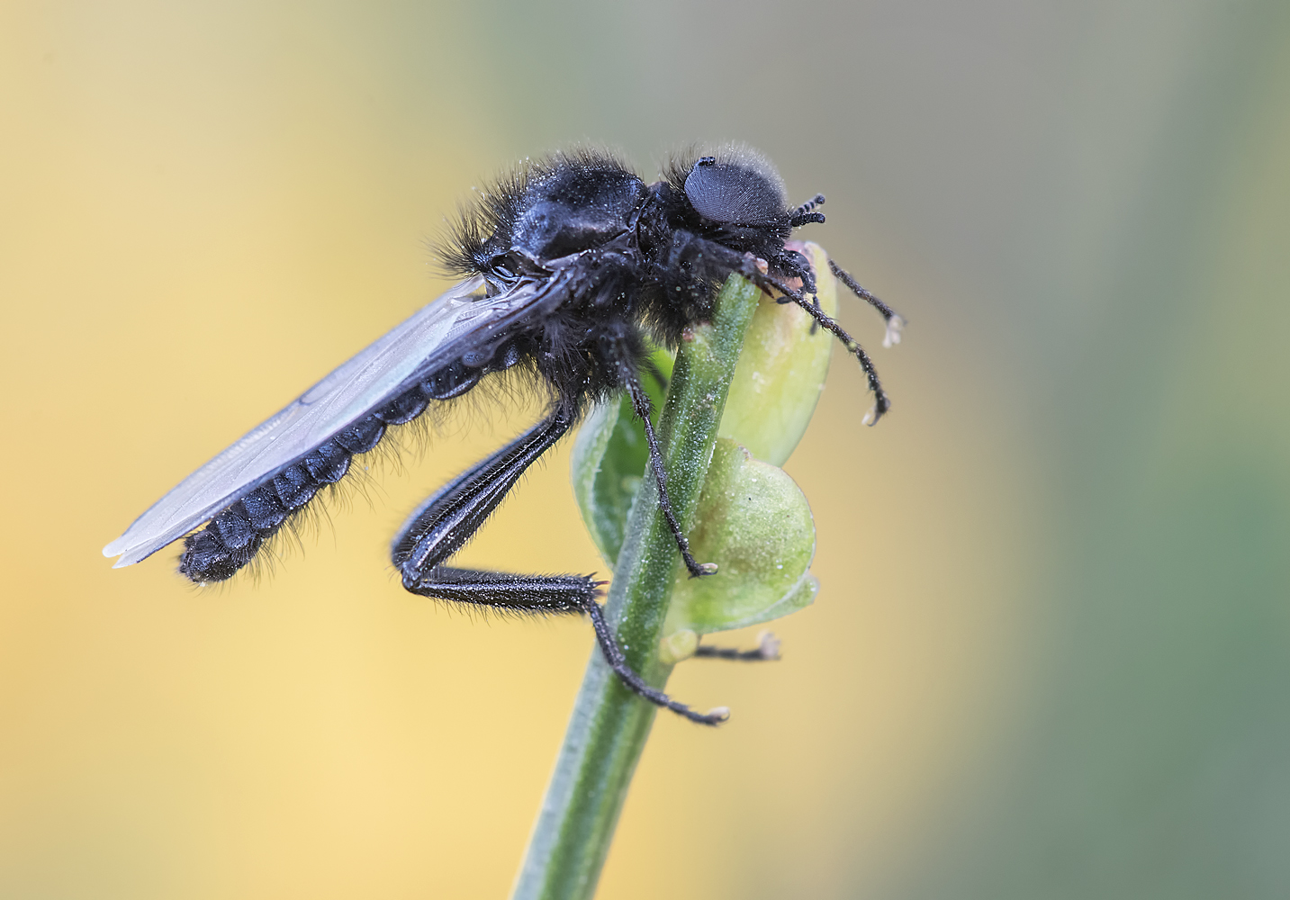 Die Märzfliege