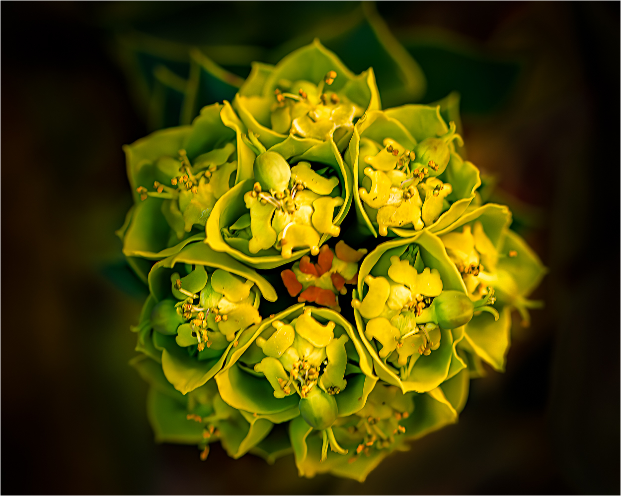 Eine etwas andere Blüte ...
