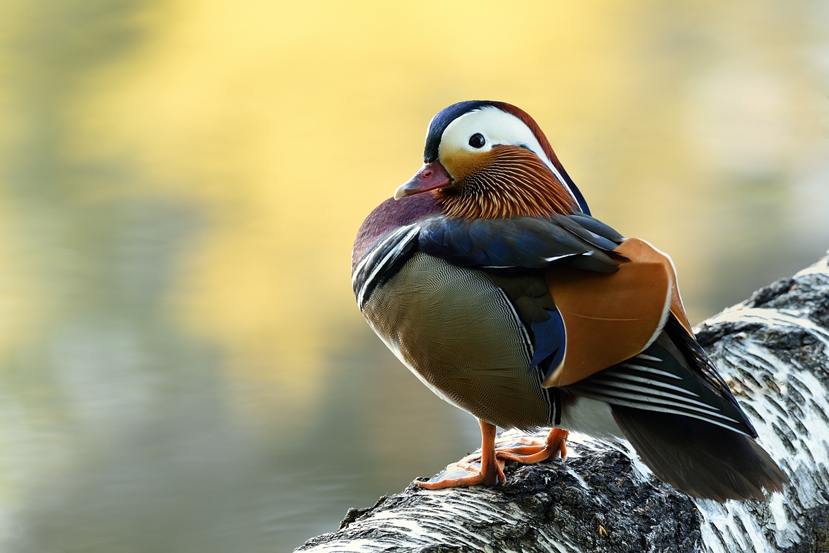 Mandarin Ente