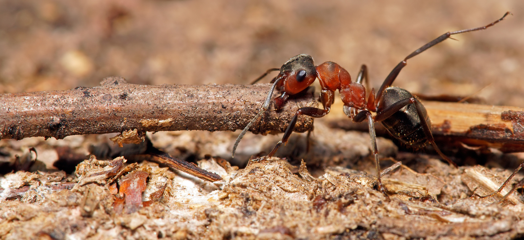 Rote Waldameise (Formica rufa) bei der Arbeit