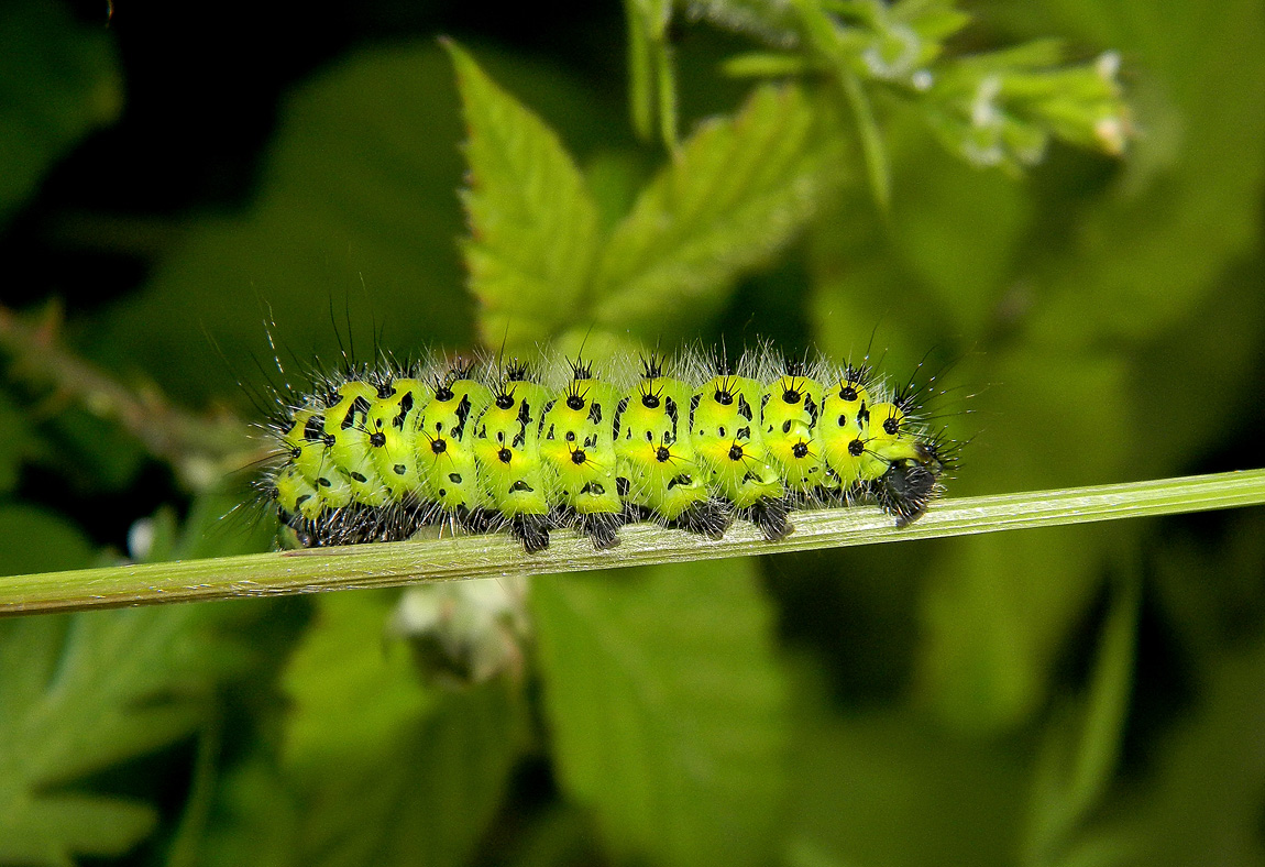 Grüne Raupe (Forum für Naturfotografen)
