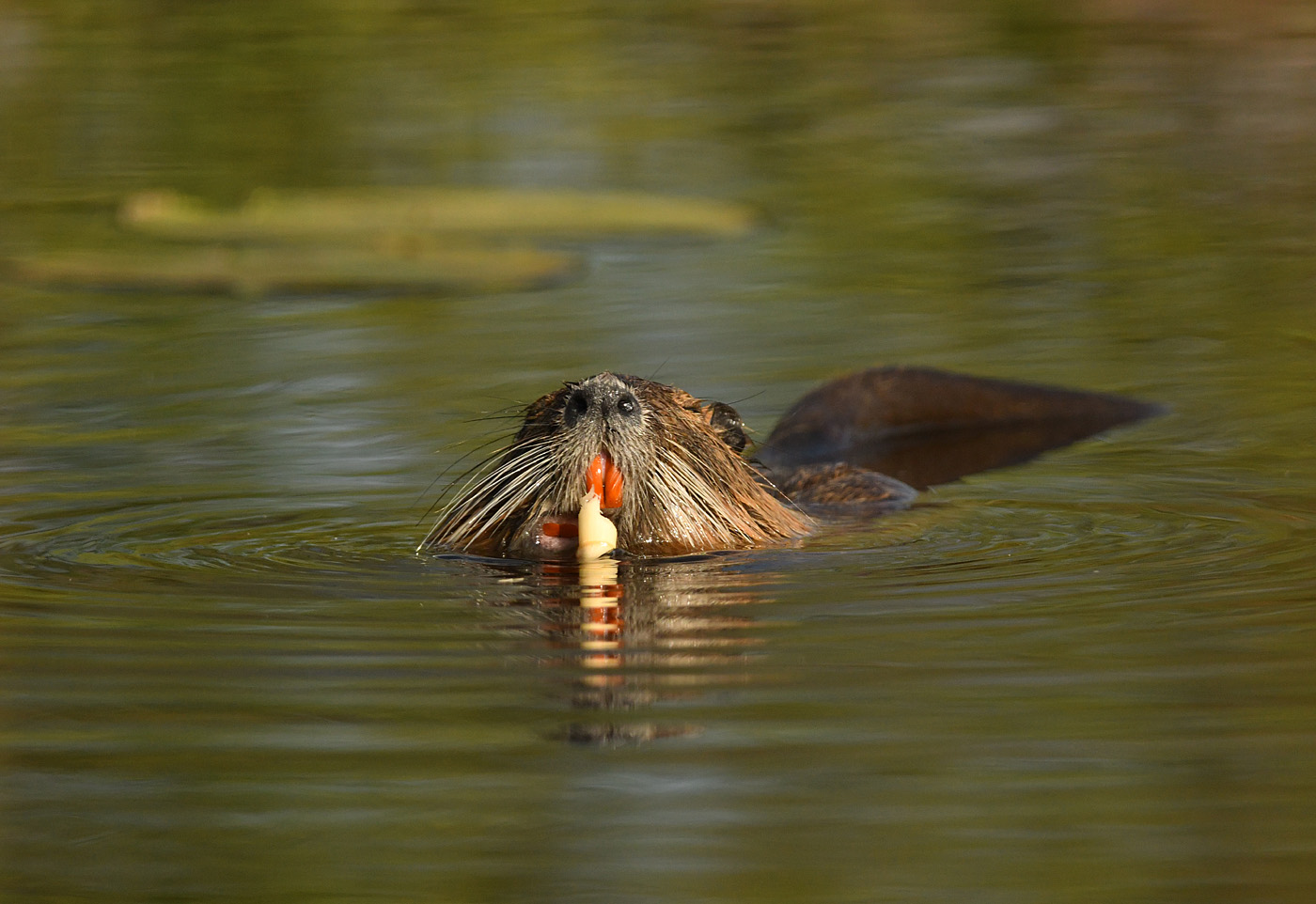 Nutria