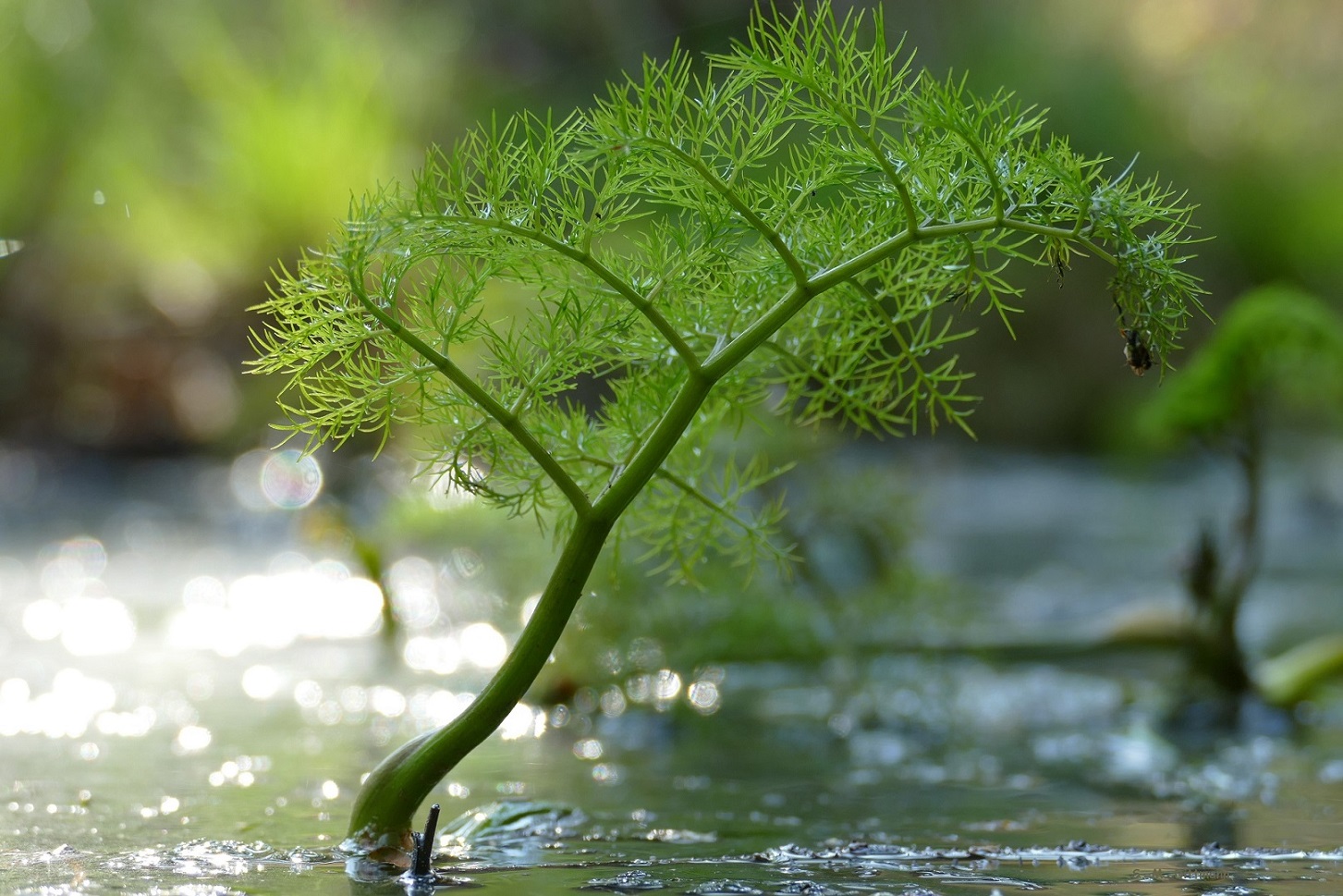 Großer Wasserfenchel