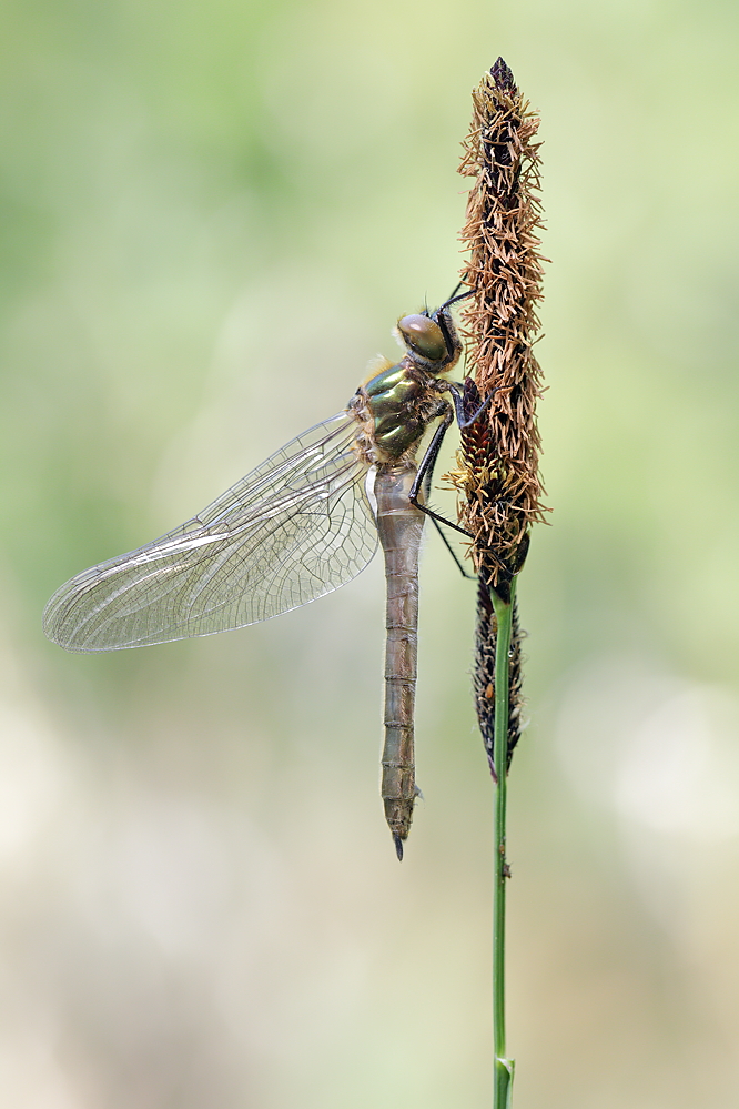 Falkenlibelle