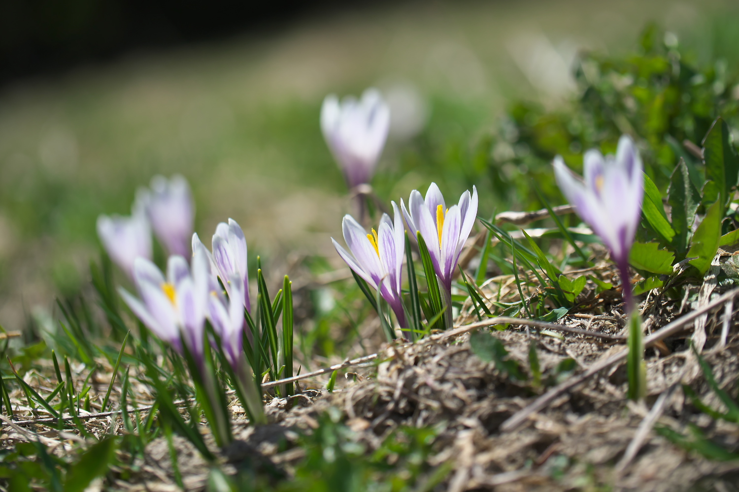 Bergfrühling