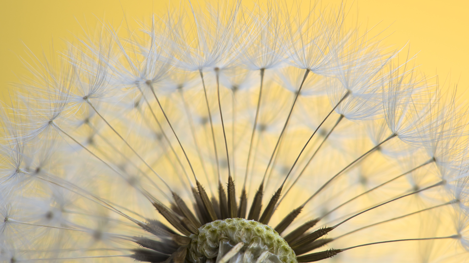 Pusteblume