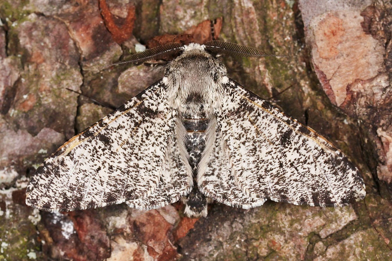 Der Birkenspanner (Biston betularia)