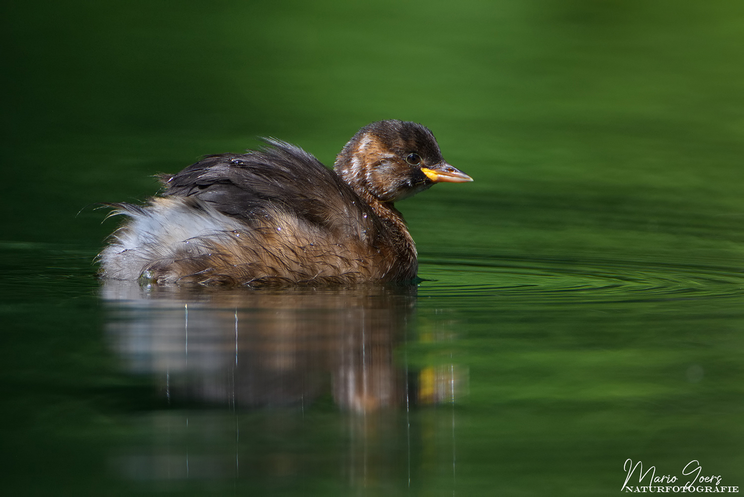 Juveniler Zwergtaucher