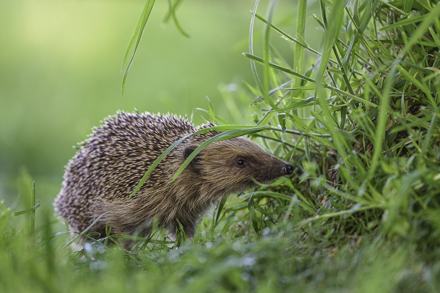 Igel am Heckenrand