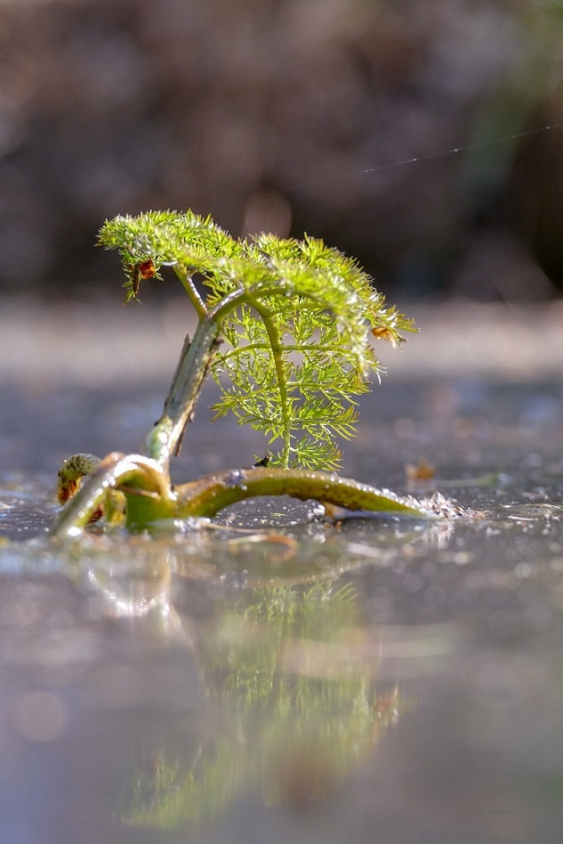 Großer Wasserfenchel