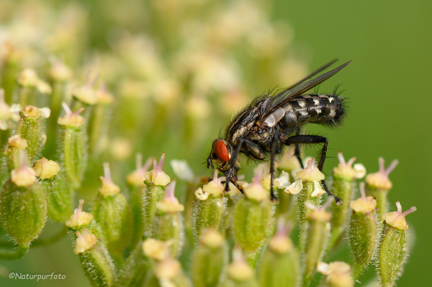 Graue Fleischfliege