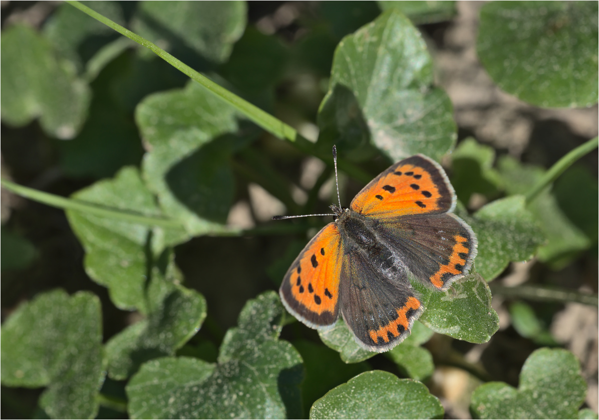 Kleiner Feuerfalter (Lycaena phlaeas)