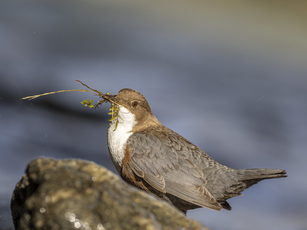 Wasseramsel beim Nestbau