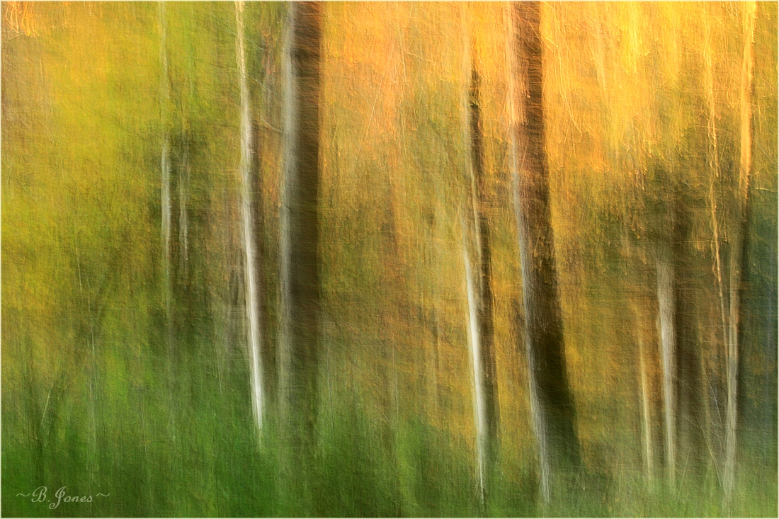 Licht im Wald