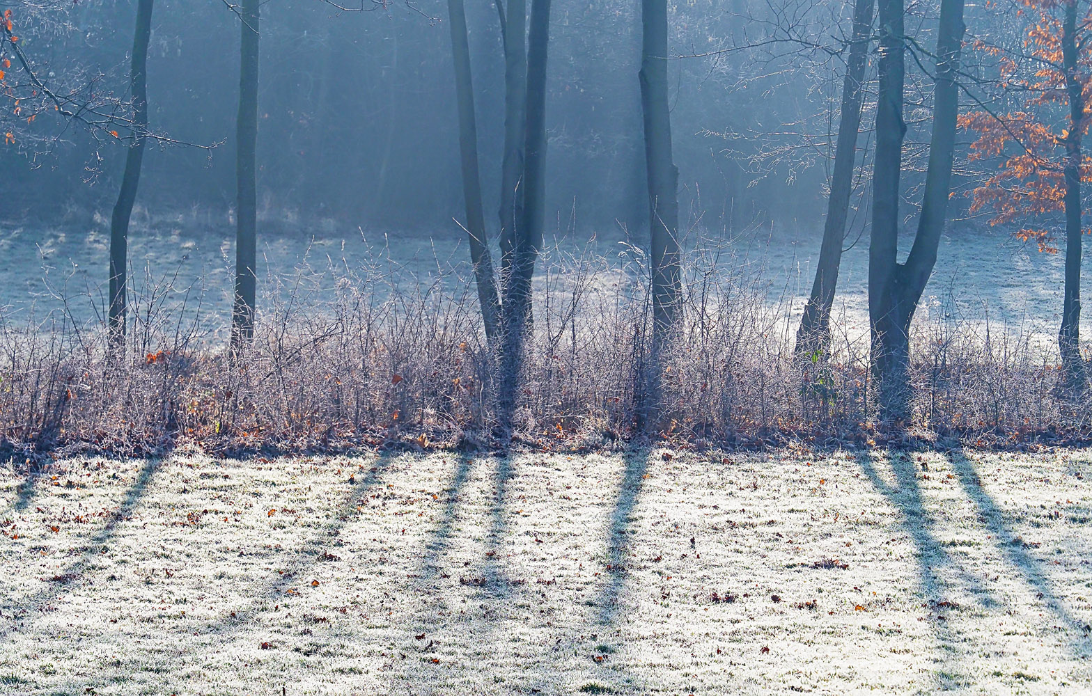 Vorfrühlingsmorgen mit Winterlicht