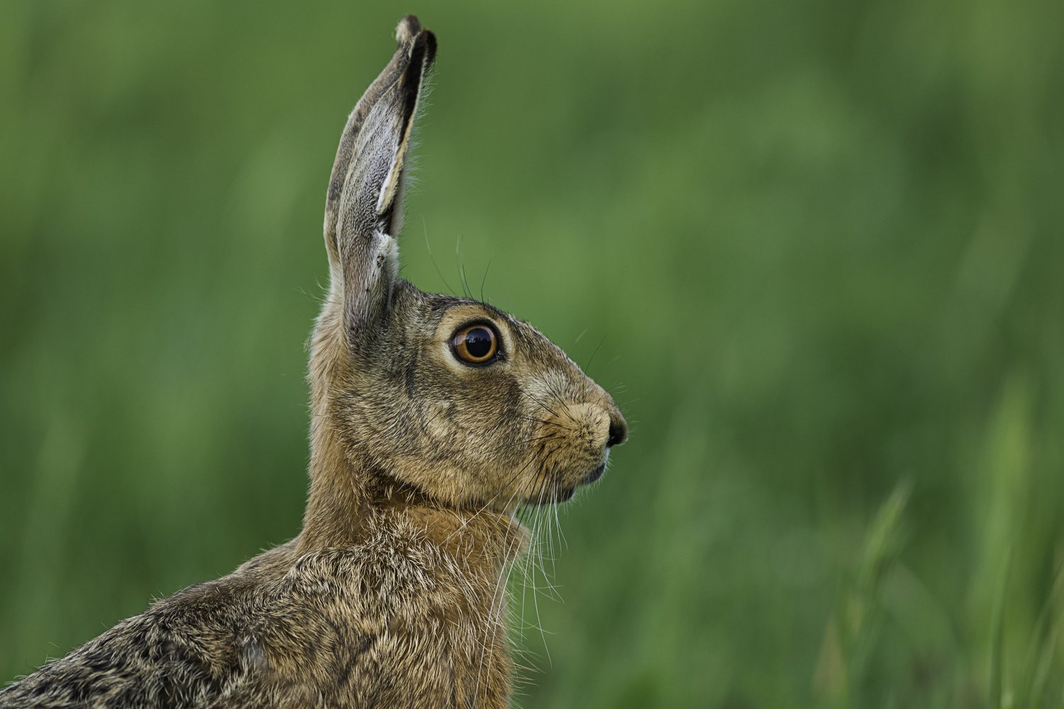 Häsin (Forum für Naturfotografen)