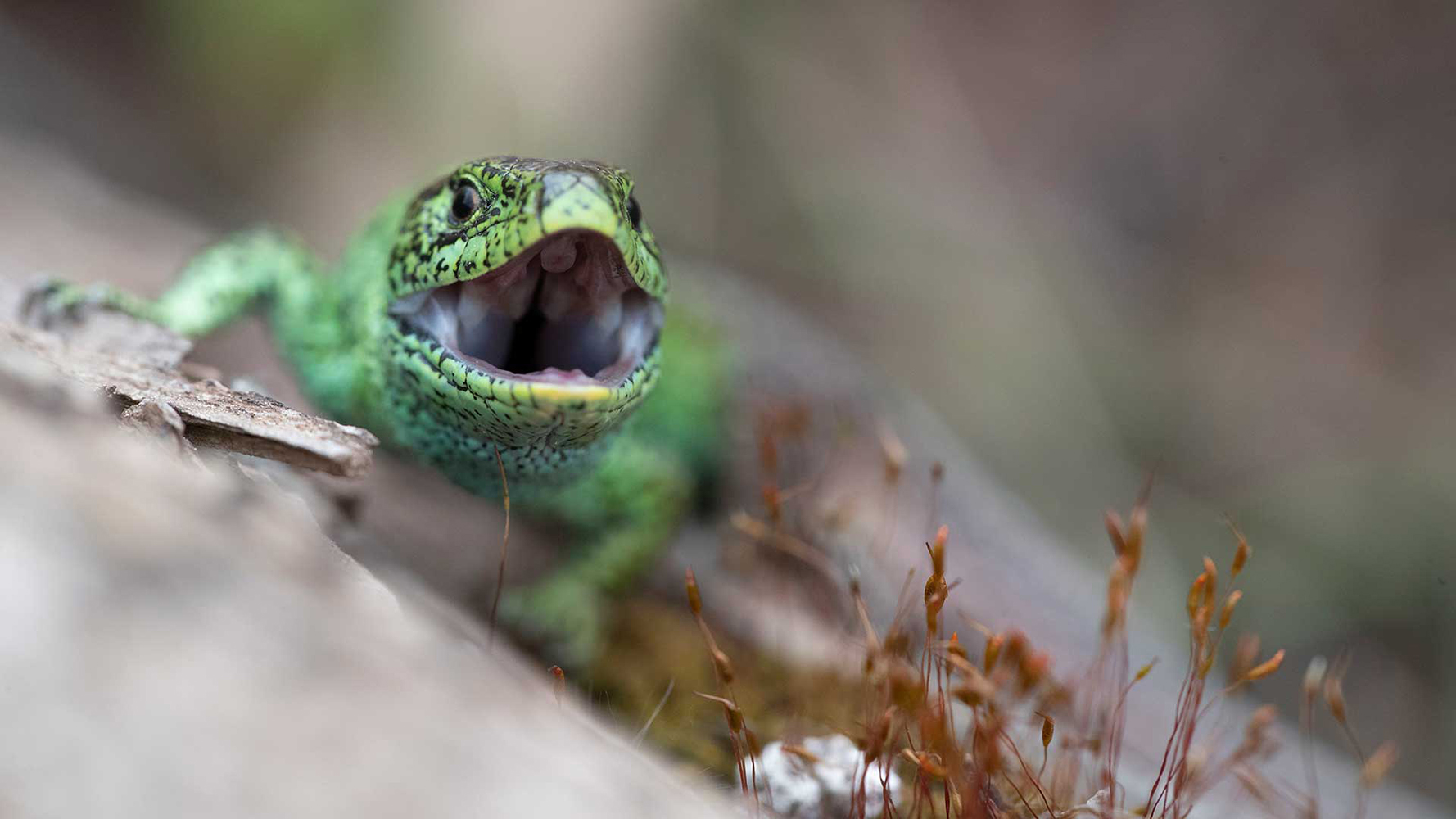 Drachen oder auch Zauneidechse genannt